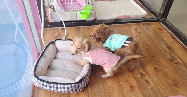 ミニチュアダックス