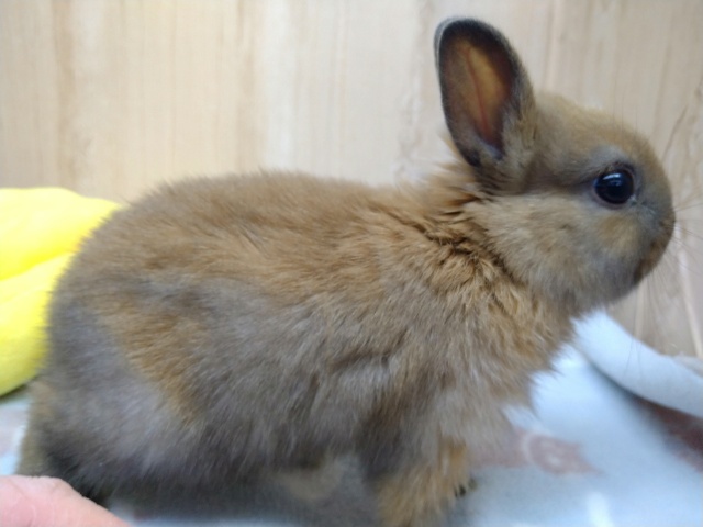 ドワーフラビット