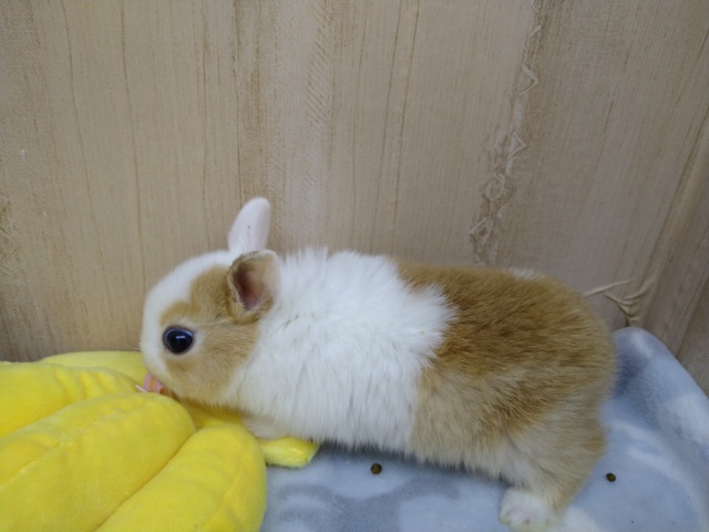 ドワーフラビット