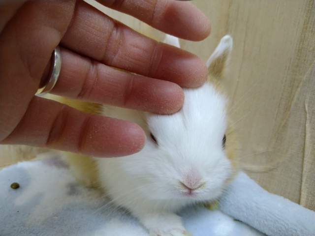 ドワーフラビット