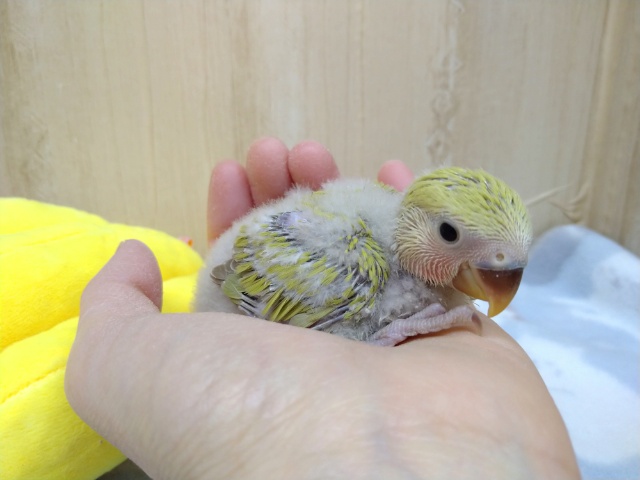 コザクラインコ（小桜インコ）