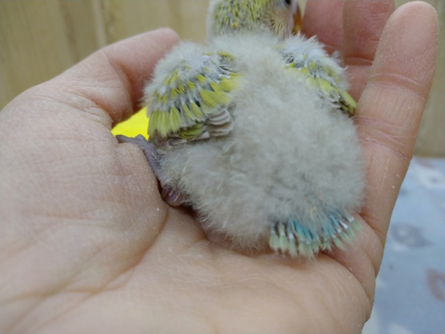 コザクラインコ（小桜インコ）