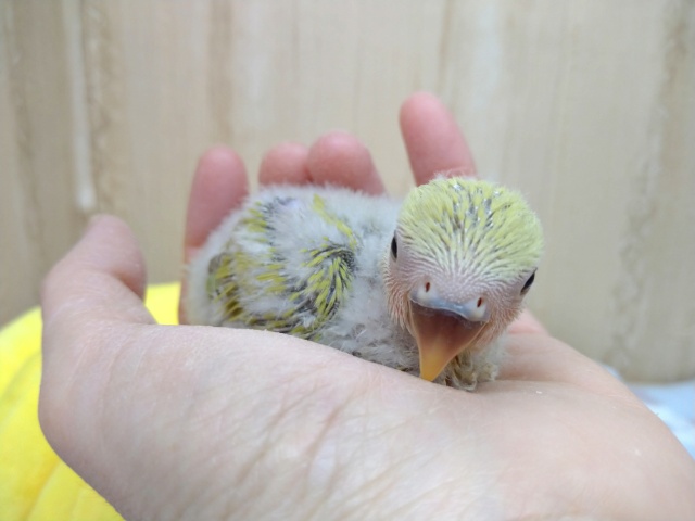 コザクラインコ（小桜インコ）