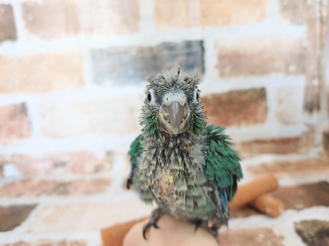 ホオミドリウロコインコ