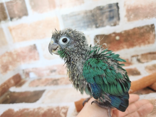 ホオミドリウロコインコ