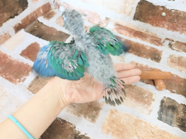 ホオミドリウロコインコ