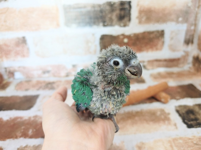 ホオミドリウロコインコ