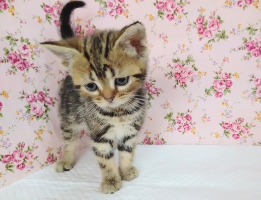 アメリカンショートヘア