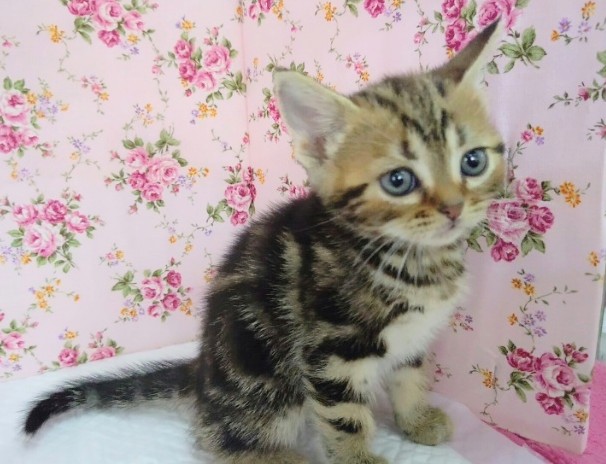 アメリカンショートヘア