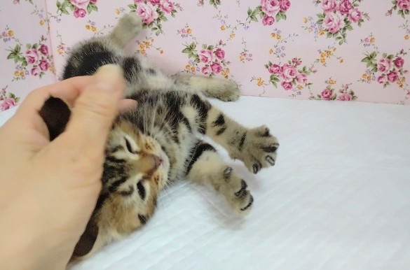 アメリカンショートヘア