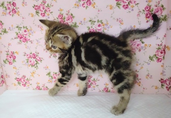 アメリカンショートヘア