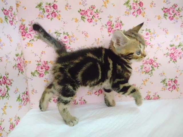 アメリカンショートヘア