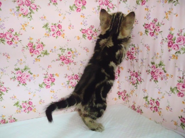 アメリカンショートヘア