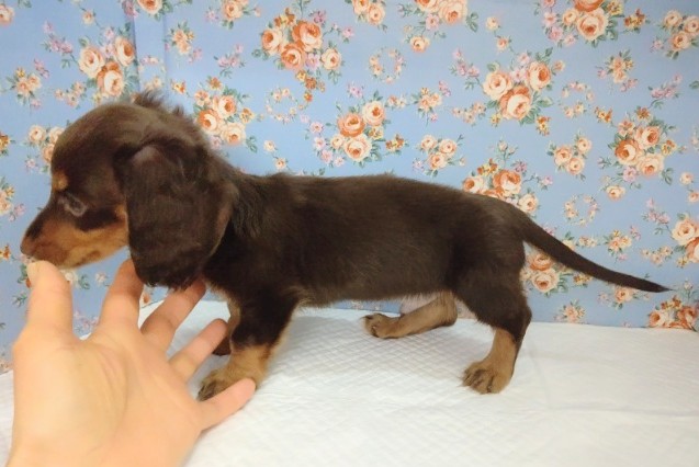 ミニチュアダックス