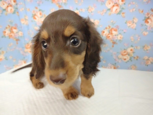 ミニチュアダックス