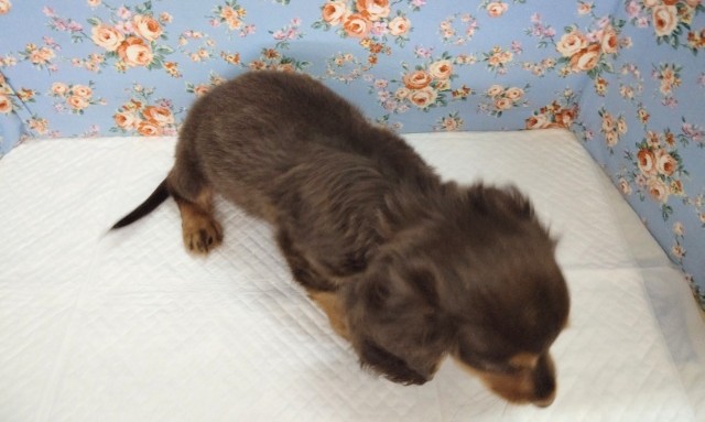 ミニチュアダックス