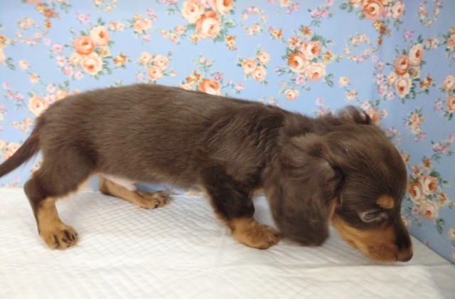 ミニチュアダックス