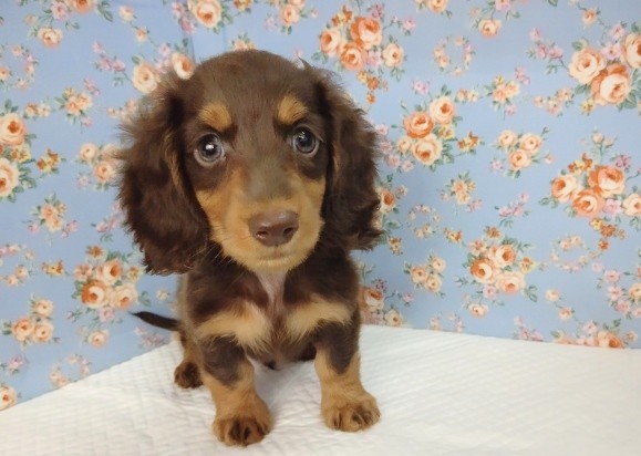 ミニチュアダックス