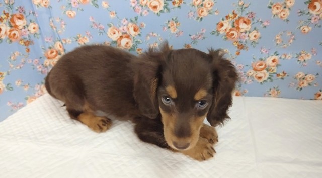 ミニチュアダックス