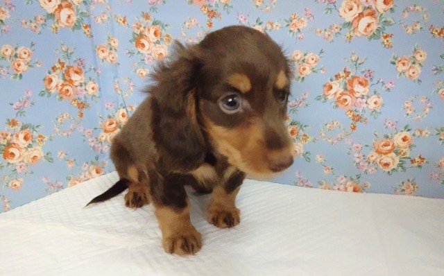 ミニチュアダックス