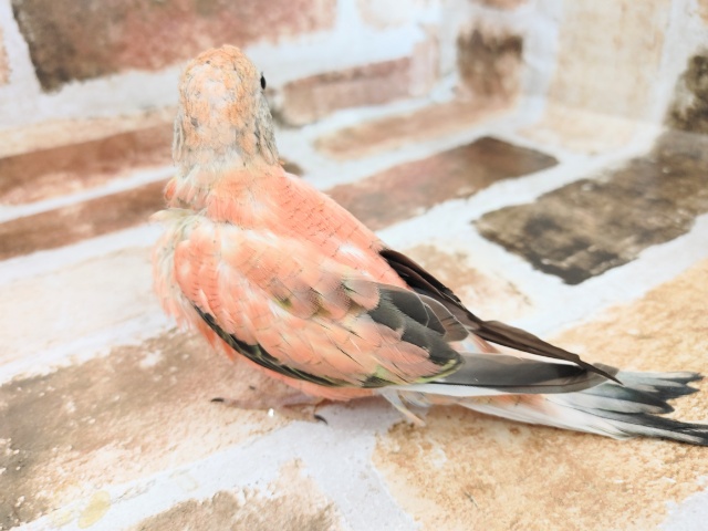 アキクサインコ（秋草インコ）