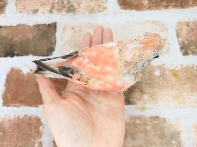 アキクサインコ（秋草インコ）