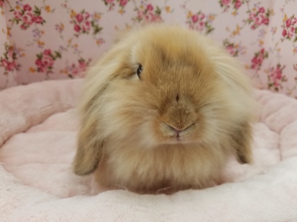 マイペース☆ツンデレ顔??(笑)ロップイヤー☆ ロップイヤーラビット