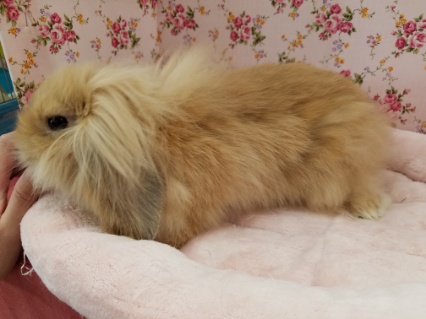 マイペース☆ツンデレ顔??(笑)ロップイヤー☆ ロップイヤーラビット