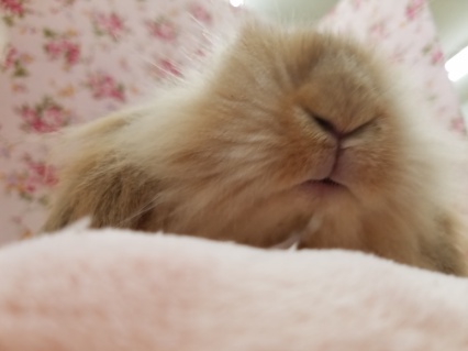 マイペース☆ツンデレ顔??(笑)ロップイヤー☆ ロップイヤーラビット