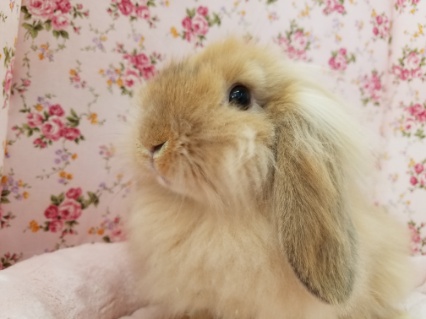 マイペース☆ツンデレ顔??(笑)ロップイヤー☆ ロップイヤーラビット