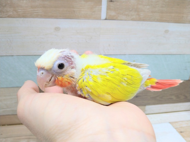 ホオミドリウロコインコ