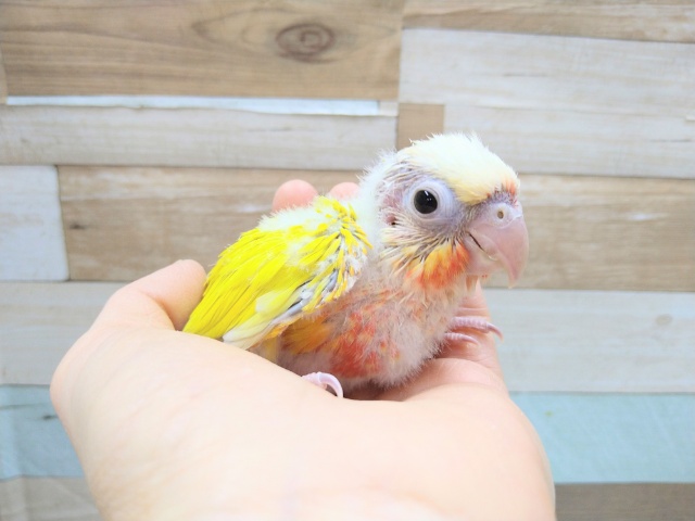 ホオミドリウロコインコ