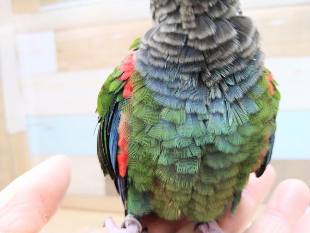 アオシンジュウロコインコ　