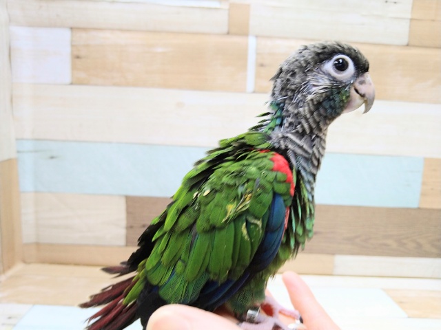 アオシンジュウロコインコ　