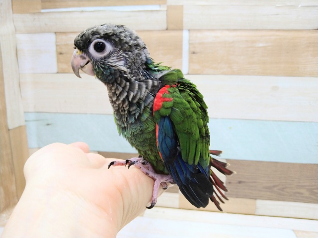 アオシンジュウロコインコ　