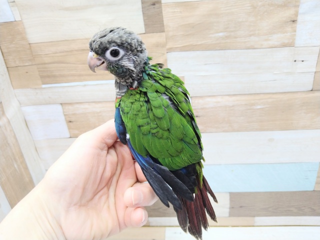 アオシンジュウロコインコ　