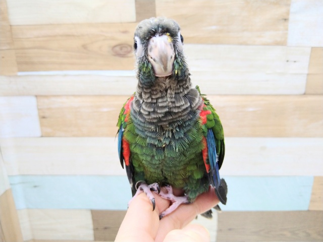 アオシンジュウロコインコ　