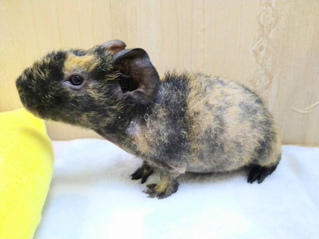 スキニーギニアピッグ