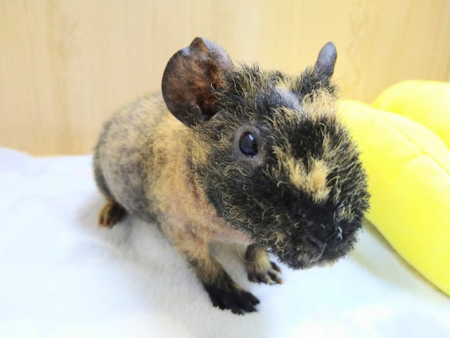 スキニーギニアピッグ