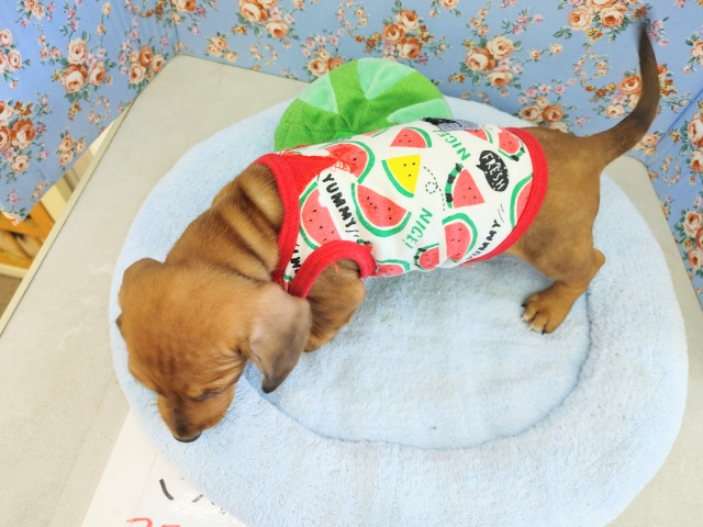 スタンダードダックス