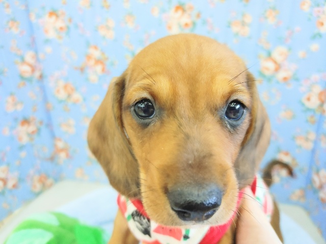 スタンダードダックス