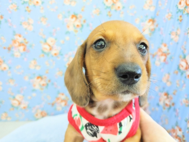 スタンダードダックス