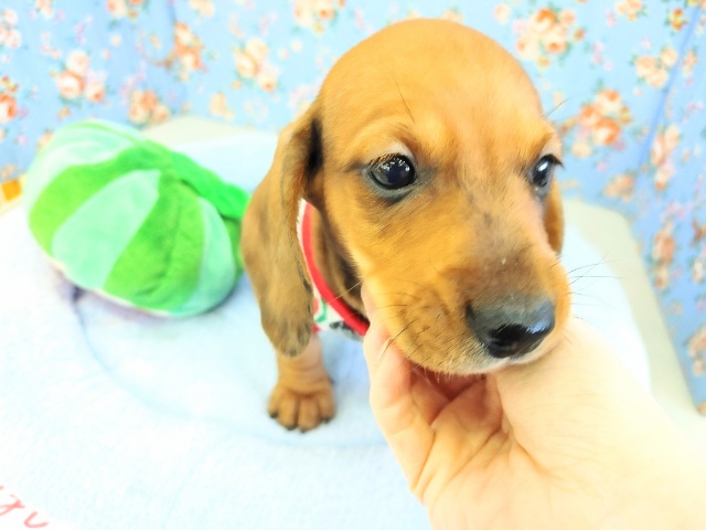 スタンダードダックス