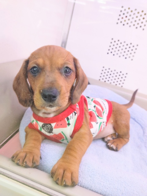 スタンダードダックス