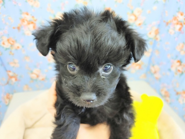 真っ黒くろすけ♡MIXくん入荷~♪ チワプー