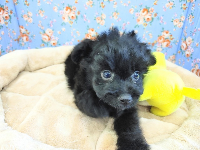 真っ黒くろすけ♡MIXくん入荷~♪ チワプー