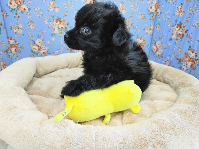 真っ黒くろすけ♡MIXくん入荷~♪ チワプー