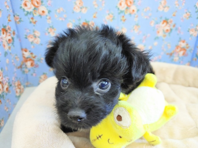 真っ黒くろすけ♡MIXくん入荷~♪ チワプー