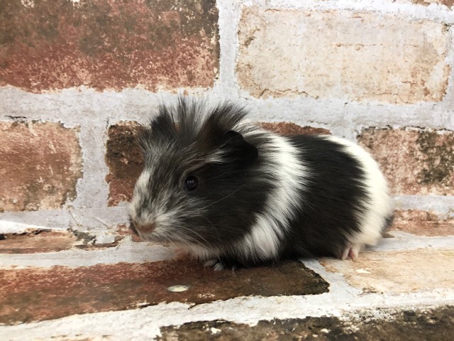 クレステッドモルモット