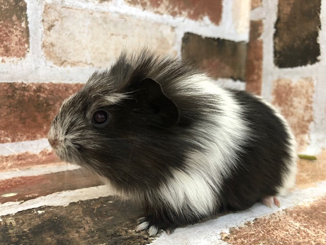 クレステッドモルモット